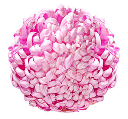 Large pink chrysanthemum