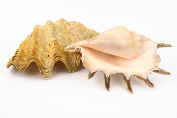 Shell