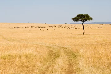 Photo sur Plexiglas Wide Savannah in Masai Mara National Reserve