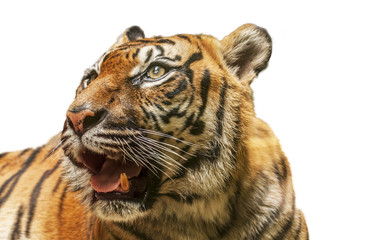 Portrait of tiger
