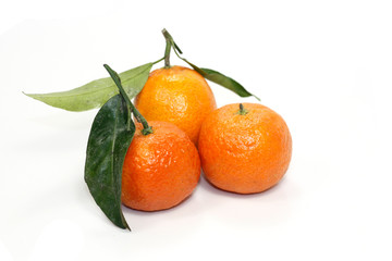 clémentines