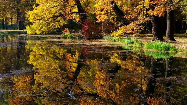 Eiche im Herbst vid 07