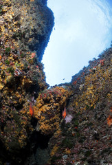 Fototapeta na wymiar dna morza Tyrreńskie stokrotki