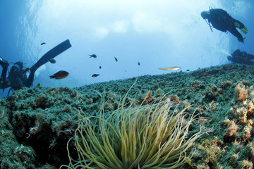 anemone di mare subacquei