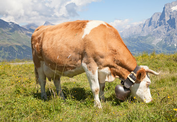 Fototapeta premium Swiss cow