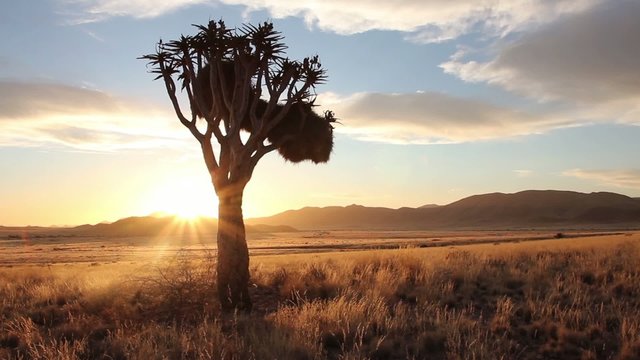 namibia sunset quiver tree