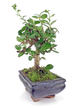 Green bonsai tree