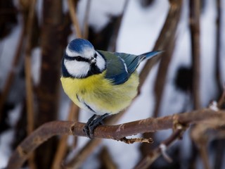 Bluetit on a twig with snow on the beak
