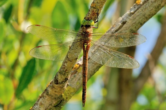 Aeshna isoceles