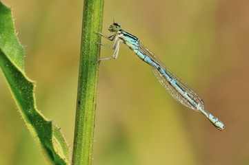 Coenagrion scitulum