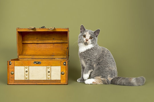 Katzen-BKH-3895
