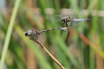 Lindenia tetraphylla