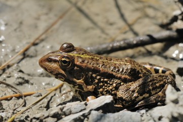 Rana synklepton esculenta