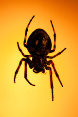 Big dark scary spider