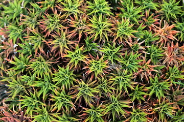 Closeup of aloe vera plant