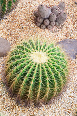 Cactus in botanice garden