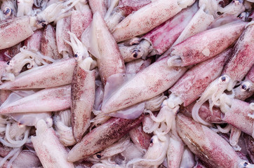 fresh squid on the market