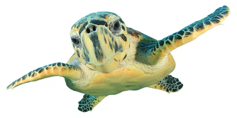 Photo sur Plexiglas Tortue Hawksbill Sea Turtle isolated on white background