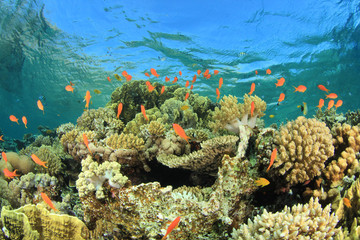 Coral Reef Underwater