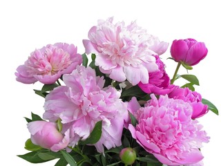 pink peonies