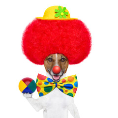 clown dog with red wig and hat