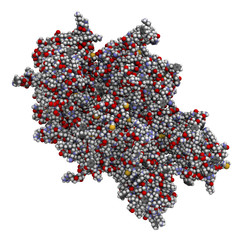 Coagulation factor VIII (FVIII) molecule, chemical structure