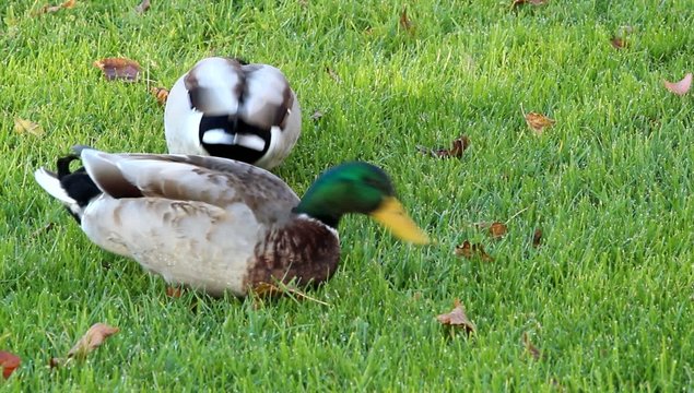 une bande de canards qui mangent de l'herbe