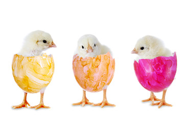 Drei Küken in bunten Eierschalen