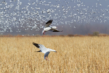 Naklejka premium Snow Geese in Flight