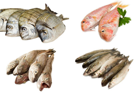 Variet&agrave; di pesce fresco