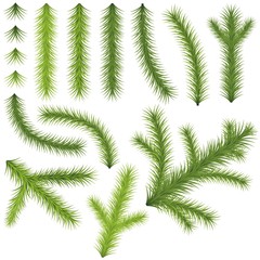 Coniferous Branches