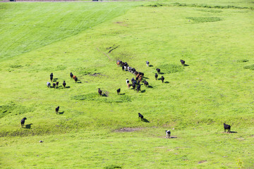 herd of cows, England