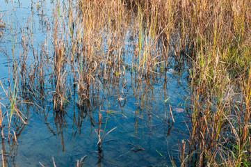 Closeup of rushes growing in wetlands