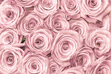 Pink natural roses background