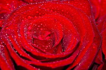 one beautiful rose, close-up, background
