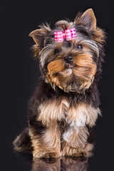 Lovely puppy of Yorkshire terrier with pink bow