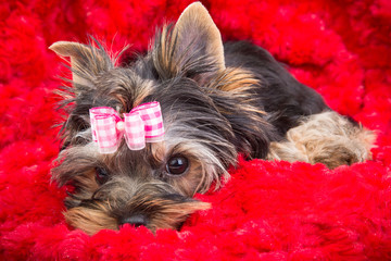 puppy of Yorkshire terrier with pink bow lying on red pillow