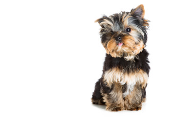 puppy of Yorkshire terrier sitting on isolated white