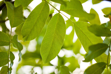 background of the young spring leaves