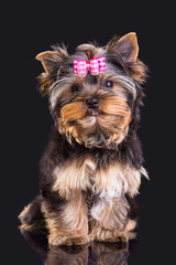 Lovely puppy of Yorkshire terrier with pink bow
