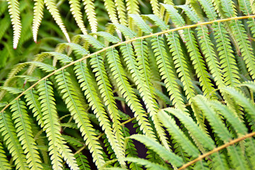 Fern leaves