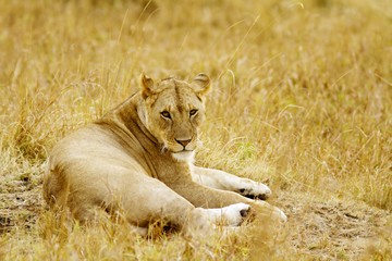 Fototapeta na wymiar Masai Mara African Lion