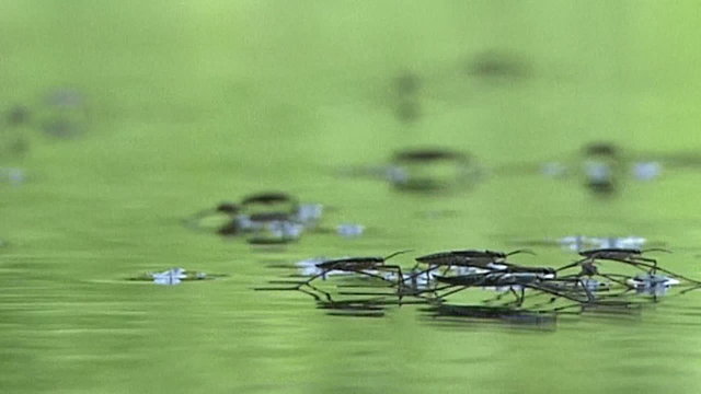 beetles water strider