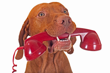 dog holding phone receiver