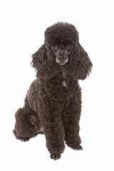 black miniature poodle dog sitting