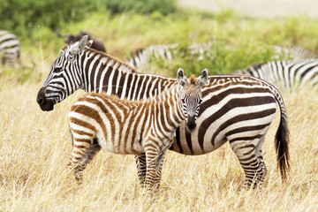 Fototapeta na wymiar Masai Mara Zebry