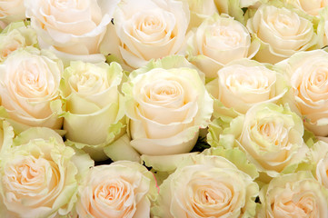 A large bouquet of white roses