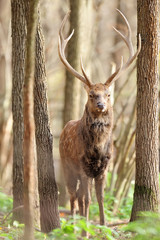 Naklejka premium Deer in autumn forest
