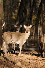 Deer in autumn forest