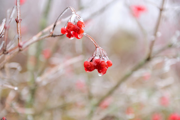 Red berries of Viburnum in the frost on a branch